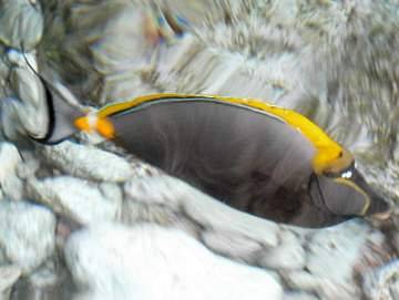 cid:4E661627ABC84216B0D1D52694CBF3D3@acer